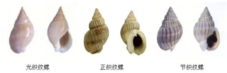 网红徒手捡“绝命毒师”上热搜！赶海时，这些“美丽杀手”千万别碰（组图） - 9