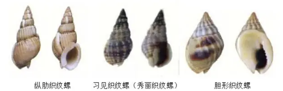 网红徒手捡“绝命毒师”上热搜！赶海时，这些“美丽杀手”千万别碰（组图） - 10