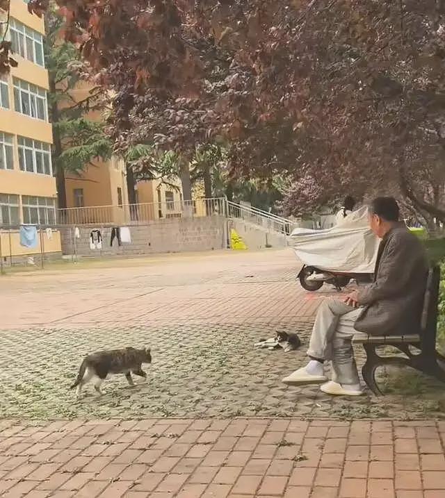 青岛宿管大爷热死!学生曝欠薪8月,老人把风扇让给流浪猫(组图) - 7
