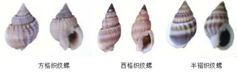网红徒手捡“绝命毒师”上热搜！赶海时，这些“美丽杀手”千万别碰（组图） - 11