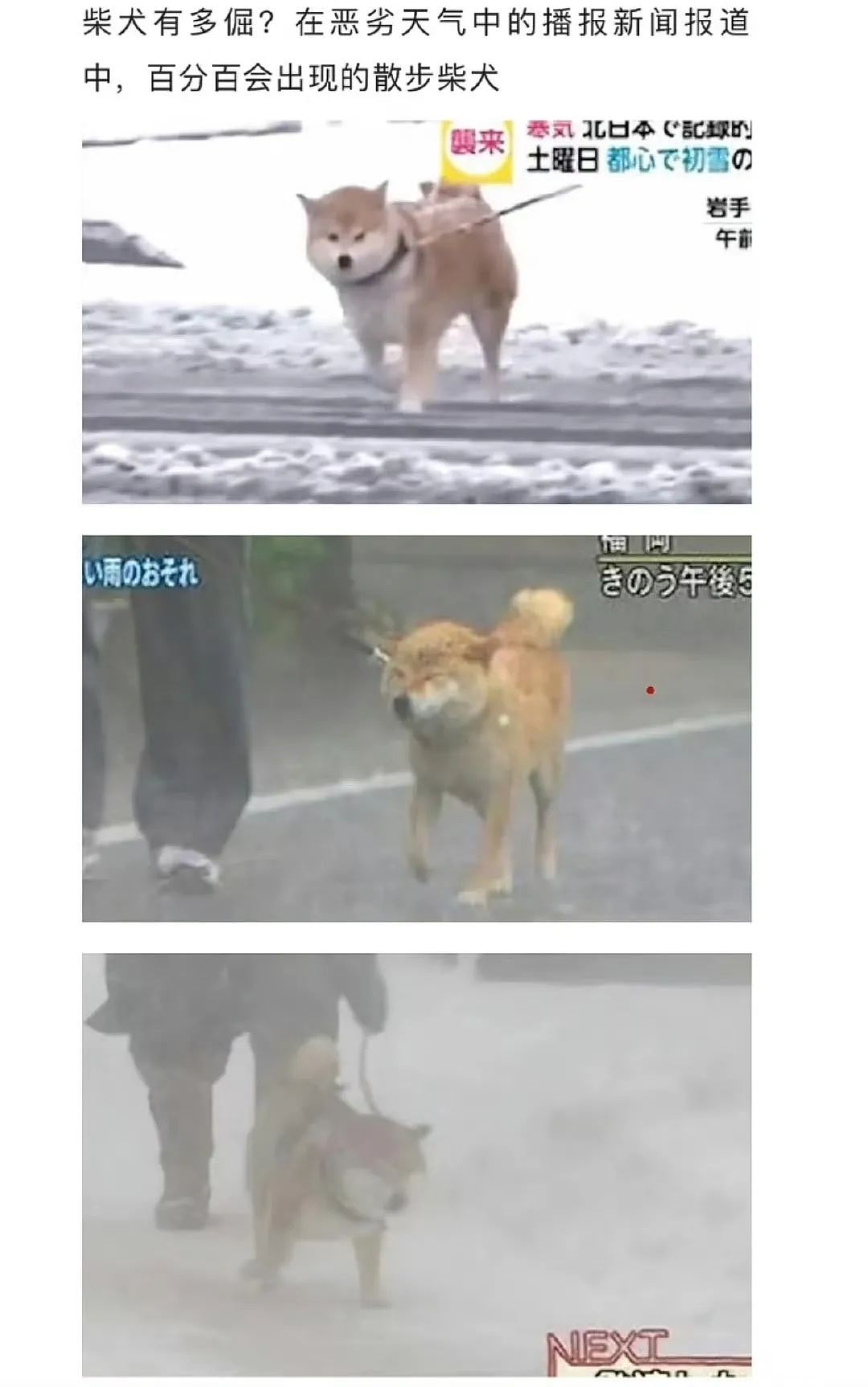 【爆笑】“相亲对象迷惑发言是在暗示我吗...?”网友夺笋:新型电子宠物上市了(组图) - 84