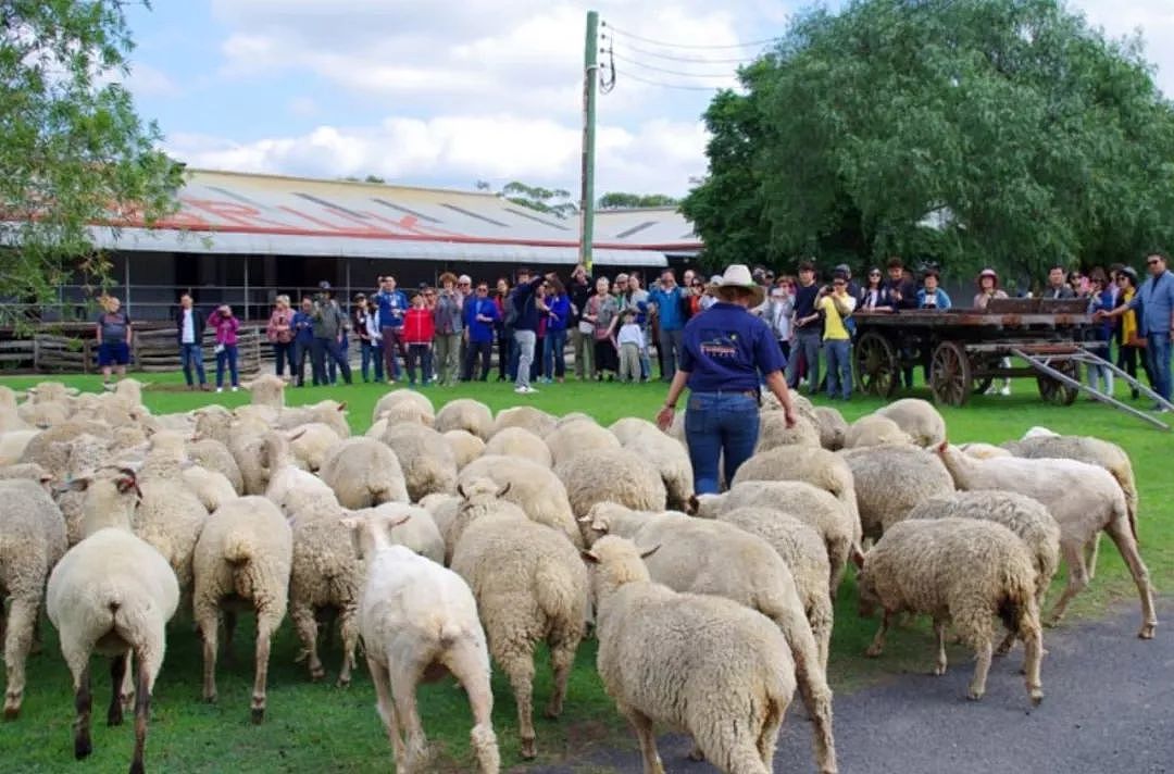 整整15个!悉尼周边最适合全家出游的家庭农场,全部集结完毕!妈妈们遛娃走起〜(组图) - 54
