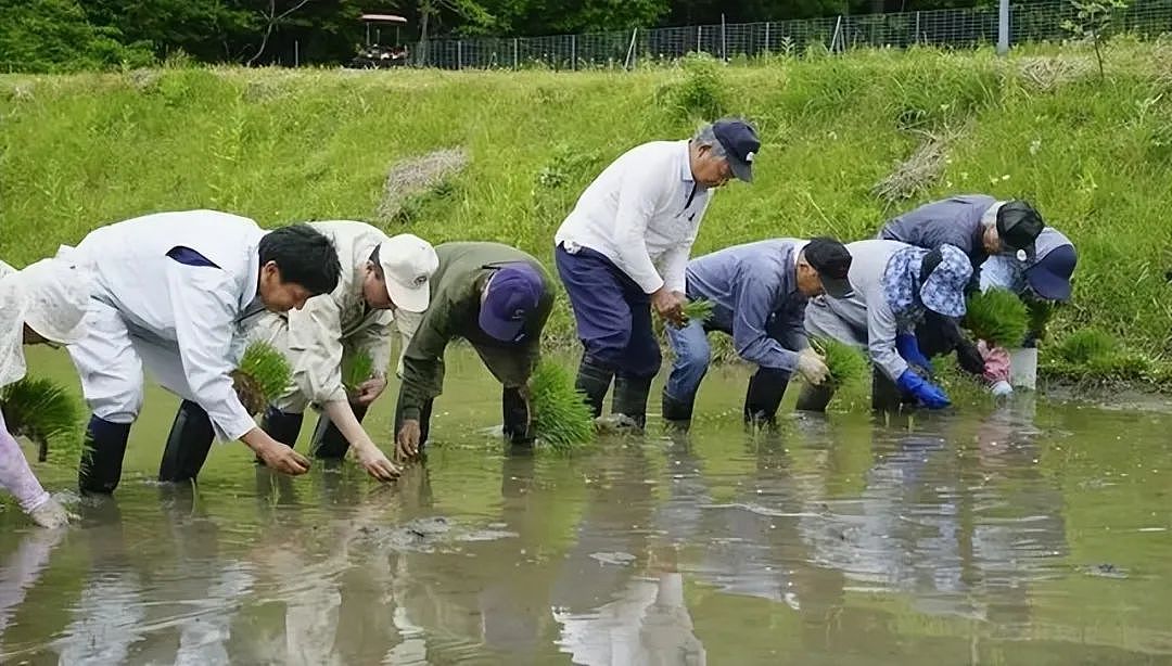 撑不住了!价格狂飙90%,连夜排队抢购,日本“米荒”真相很残酷(组图) - 9
