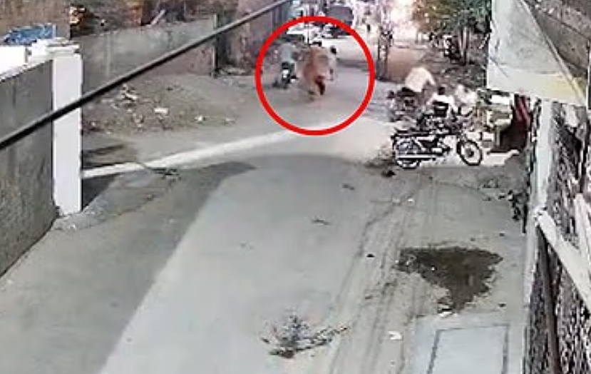 宠物狮子逃狱攻击3路人！母护幼子被扑倒狠咬，恐怖画面曝（组图） - 2