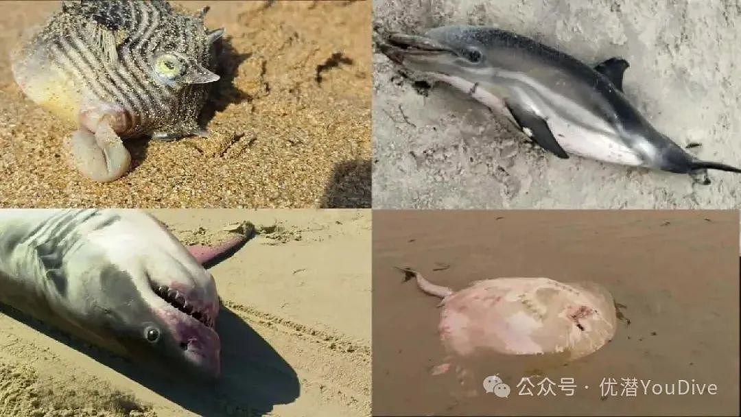 澳洲国家级灾难！居民不敢吃鱼！销量暴跌70%，政府回应（组图） - 3