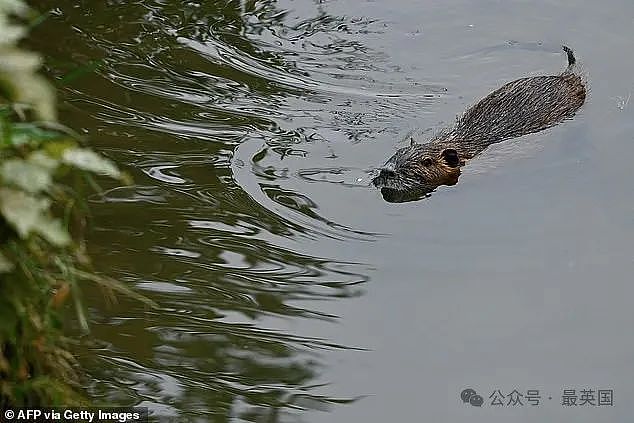 【宠物】米国“巨型海狸鼠“泛滥成灾!官方哀求:快来吃吧!比兔肉还鲜嫩,煎炒炖烤都好吃(组图) - 12