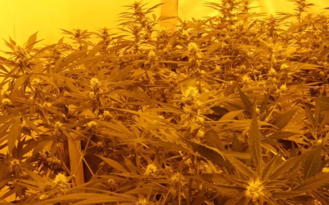 新西兰南岛6.0级地震，超千人震感明显；203名持工签者遭调查，卷入非法组织；流感13小时夺命，15岁赛车少女离世（组图） - 3