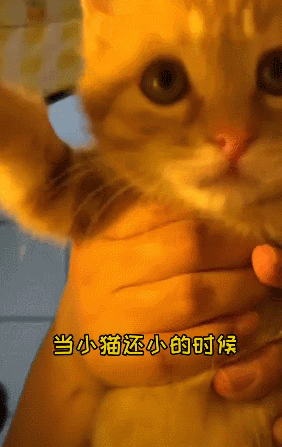 【宠物】你再说一遍,医生正在抢救猫咪的什么?围观网友笑喷:医生你一定要救活它(组图) - 5