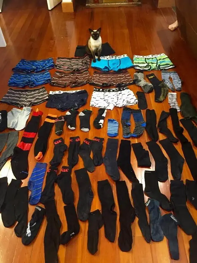 【宠物】你再说一遍,医生正在抢救猫咪的什么?围观网友笑喷:医生你一定要救活它(组图) - 14