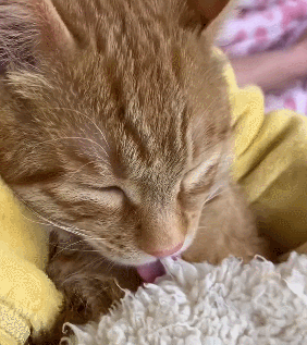 【宠物】你再说一遍,医生正在抢救猫咪的什么?围观网友笑喷:医生你一定要救活它(组图) - 11