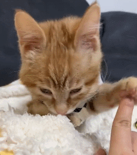 【宠物】你再说一遍,医生正在抢救猫咪的什么?围观网友笑喷:医生你一定要救活它(组图) - 10