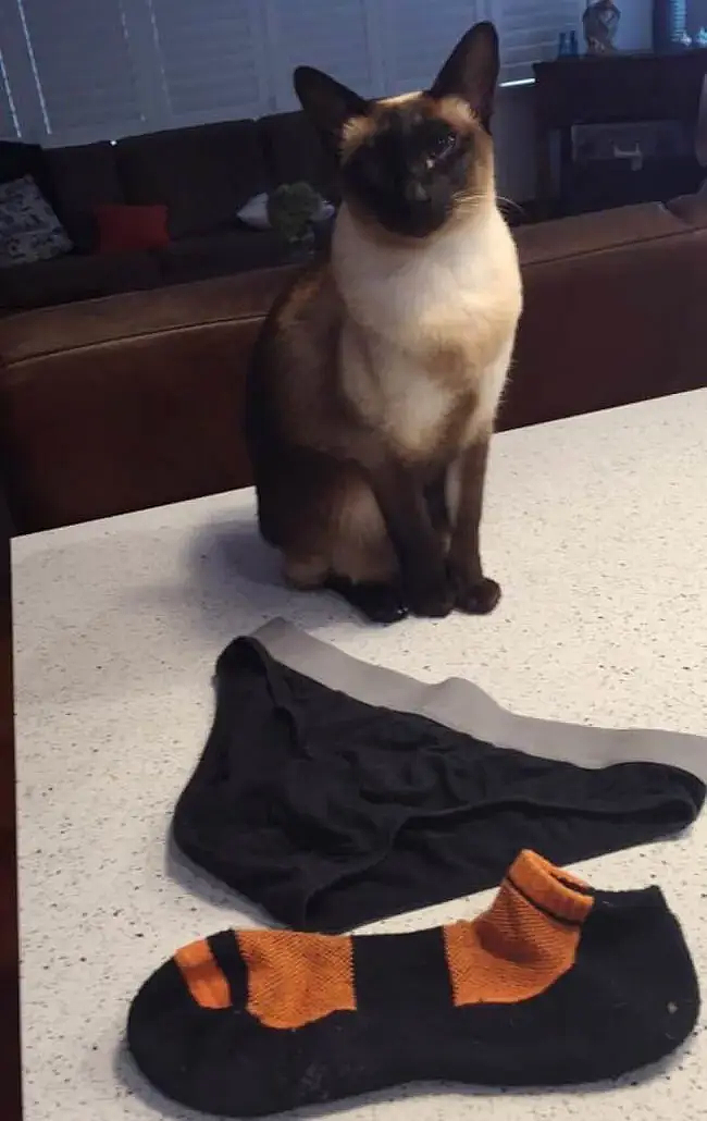 【宠物】你再说一遍,医生正在抢救猫咪的什么?围观网友笑喷:医生你一定要救活它(组图) - 18