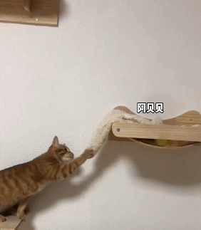 【宠物】你再说一遍,医生正在抢救猫咪的什么?围观网友笑喷:医生你一定要救活它(组图) - 13