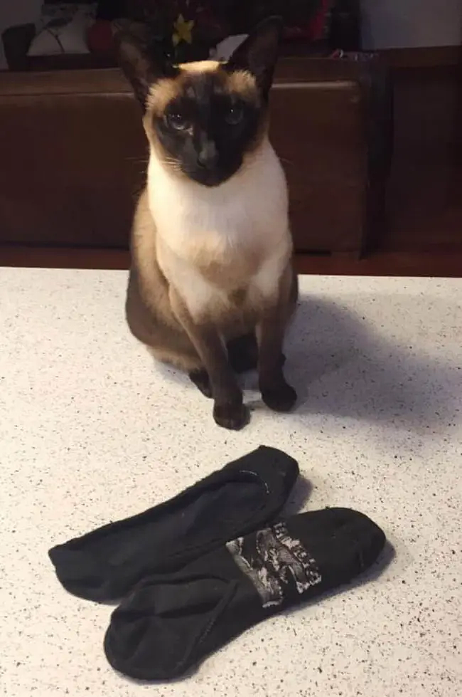 【宠物】你再说一遍,医生正在抢救猫咪的什么?围观网友笑喷:医生你一定要救活它(组图) - 19