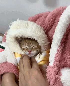 【宠物】你再说一遍,医生正在抢救猫咪的什么?围观网友笑喷:医生你一定要救活它(组图) - 9