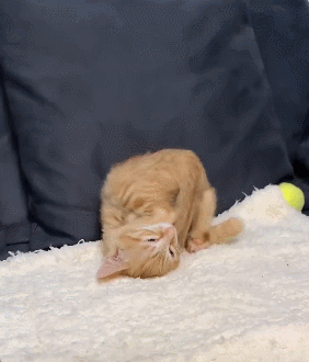 【宠物】你再说一遍,医生正在抢救猫咪的什么?围观网友笑喷:医生你一定要救活它(组图) - 7