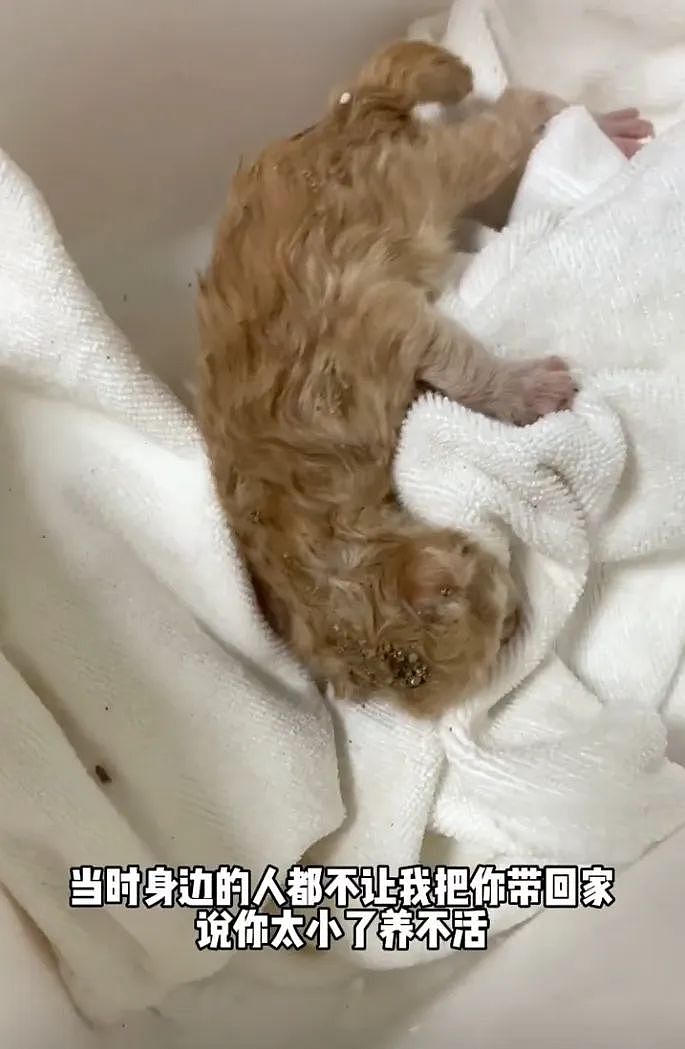 【宠物】你再说一遍,医生正在抢救猫咪的什么?围观网友笑喷:医生你一定要救活它(组图) - 4
