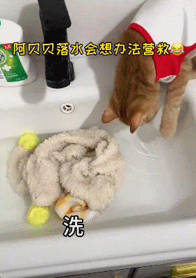 【宠物】你再说一遍,医生正在抢救猫咪的什么?围观网友笑喷:医生你一定要救活它(组图) - 12