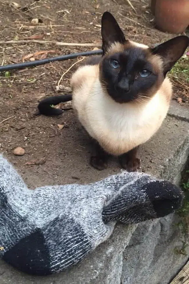 【宠物】你再说一遍,医生正在抢救猫咪的什么?围观网友笑喷:医生你一定要救活它(组图) - 16