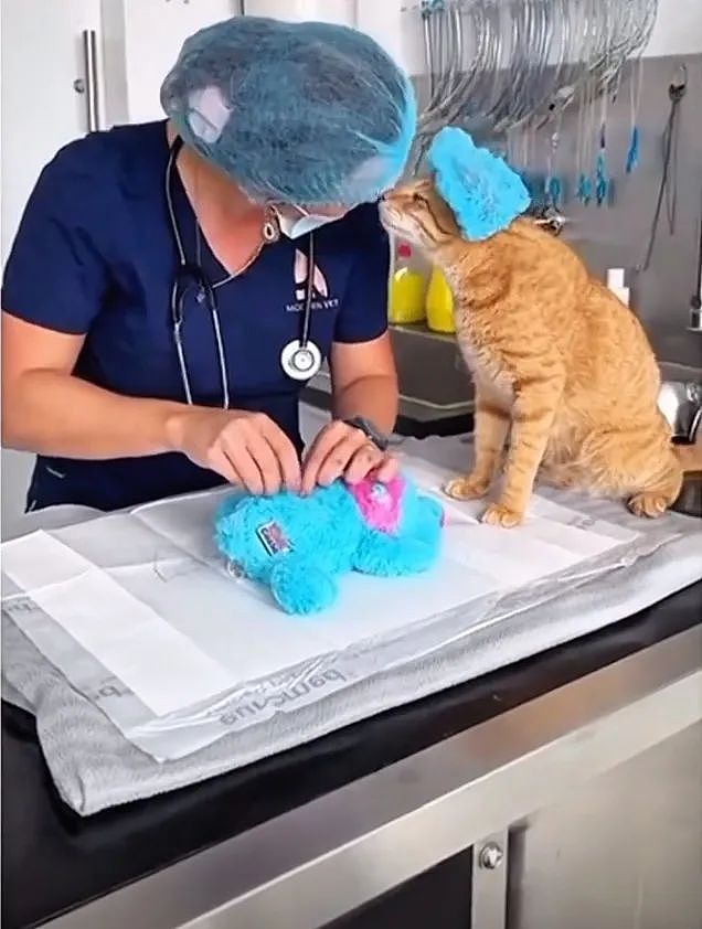 【宠物】你再说一遍,医生正在抢救猫咪的什么?围观网友笑喷:医生你一定要救活它(组图) - 3