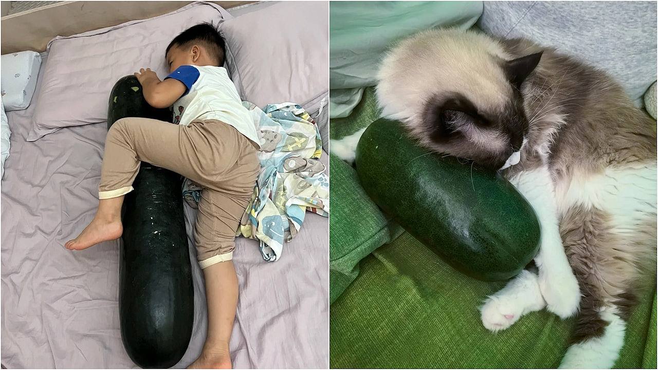 抱冬瓜睡觉爆红！含水量高达95%如天然水枕，医生提醒几类人慎用（组图） - 1