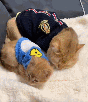 【宠物】你再说一遍,医生正在抢救猫咪的什么?围观网友笑喷:医生你一定要救活它(组图) - 6