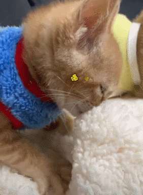 【宠物】你再说一遍,医生正在抢救猫咪的什么?围观网友笑喷:医生你一定要救活它(组图) - 8