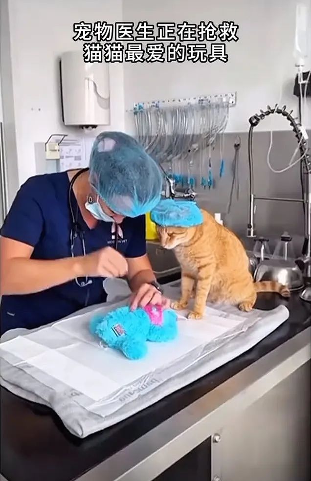 【宠物】你再说一遍,医生正在抢救猫咪的什么?围观网友笑喷:医生你一定要救活它(组图) - 1