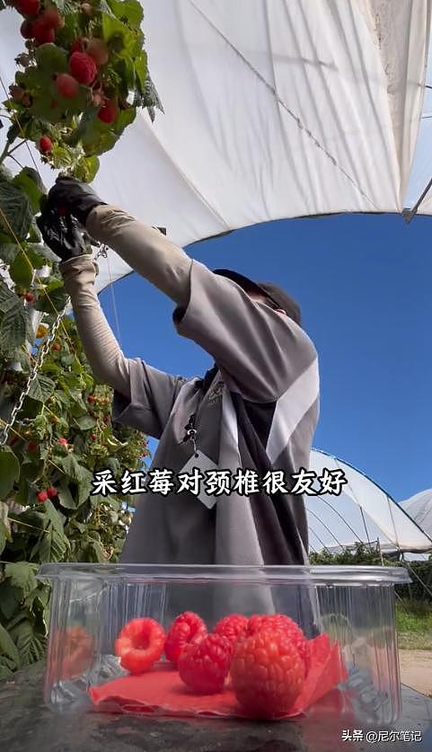 985毕业女孩到澳洲打工:每天果园苦摘水果9小时,日入1877人民币(组图) - 19