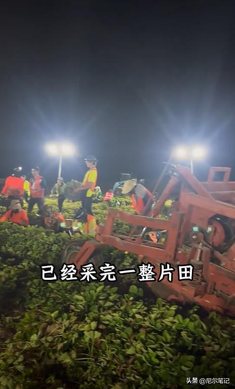 985毕业女孩到澳洲打工:每天果园苦摘水果9小时,日入1877人民币(组图) - 17