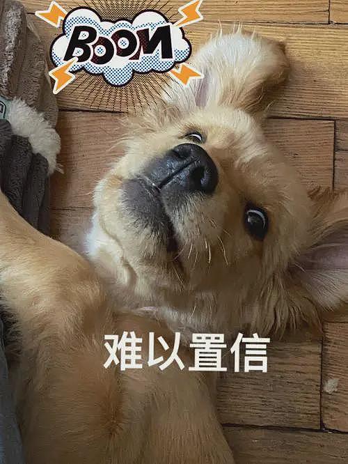 福建学渣为留学澳洲，竟拒绝参加高考！逼父母卖房引热议（组图） - 18
