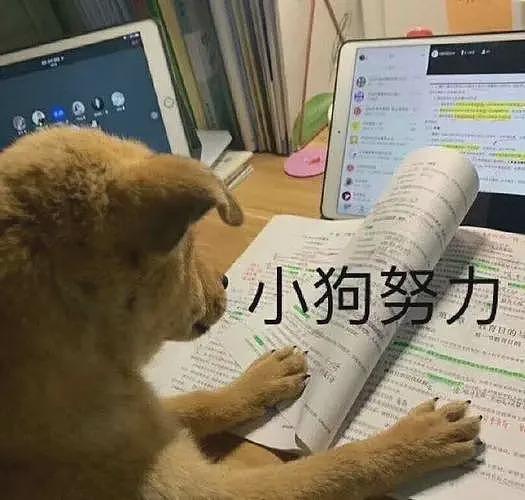 福建学渣为留学澳洲，竟拒绝参加高考！逼父母卖房引热议（组图） - 15