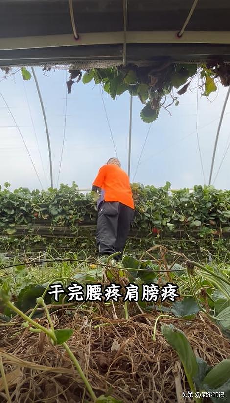 985毕业女孩到澳洲打工:每天果园苦摘水果9小时,日入1877人民币(组图) - 15