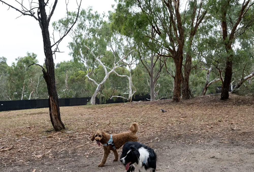 住在Balwyn North！普通人的真实感受！（组图） - 16