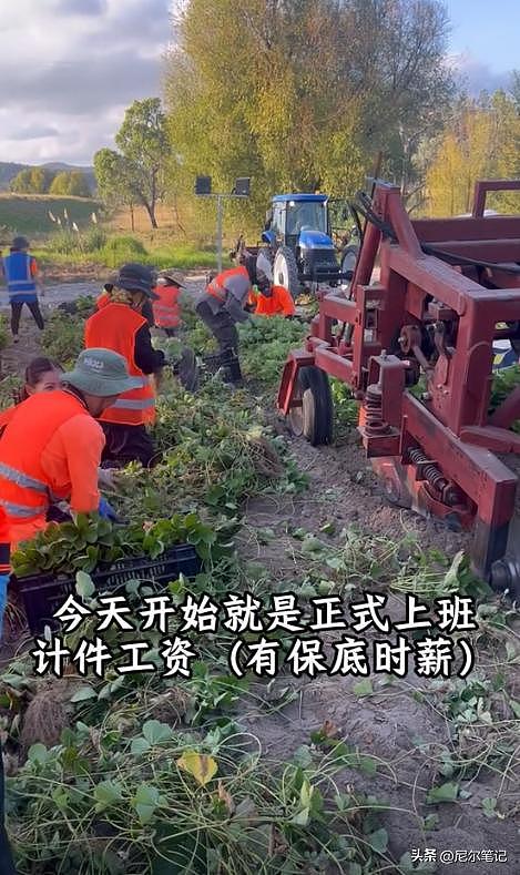 985毕业女孩到澳洲打工:每天果园苦摘水果9小时,日入1877人民币(组图) - 16
