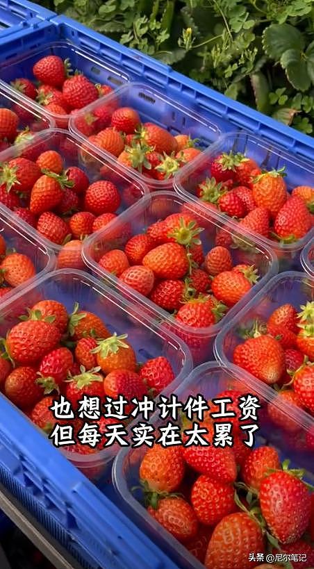 985毕业女孩到澳洲打工:每天果园苦摘水果9小时,日入1877人民币(组图) - 12