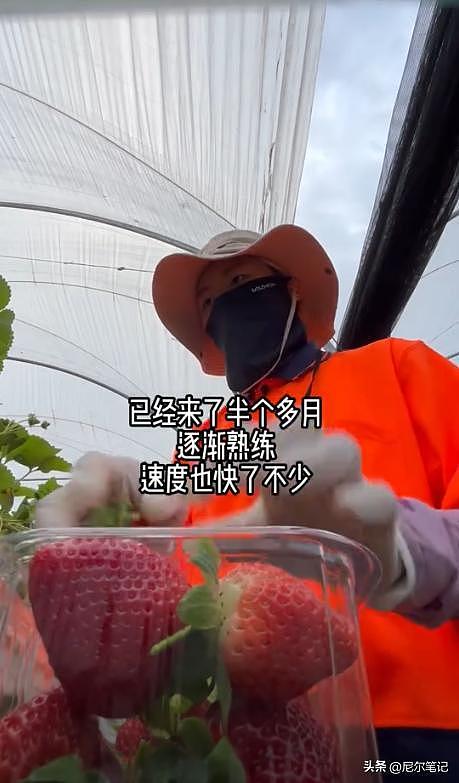 985毕业女孩到澳洲打工:每天果园苦摘水果9小时,日入1877人民币(组图) - 6