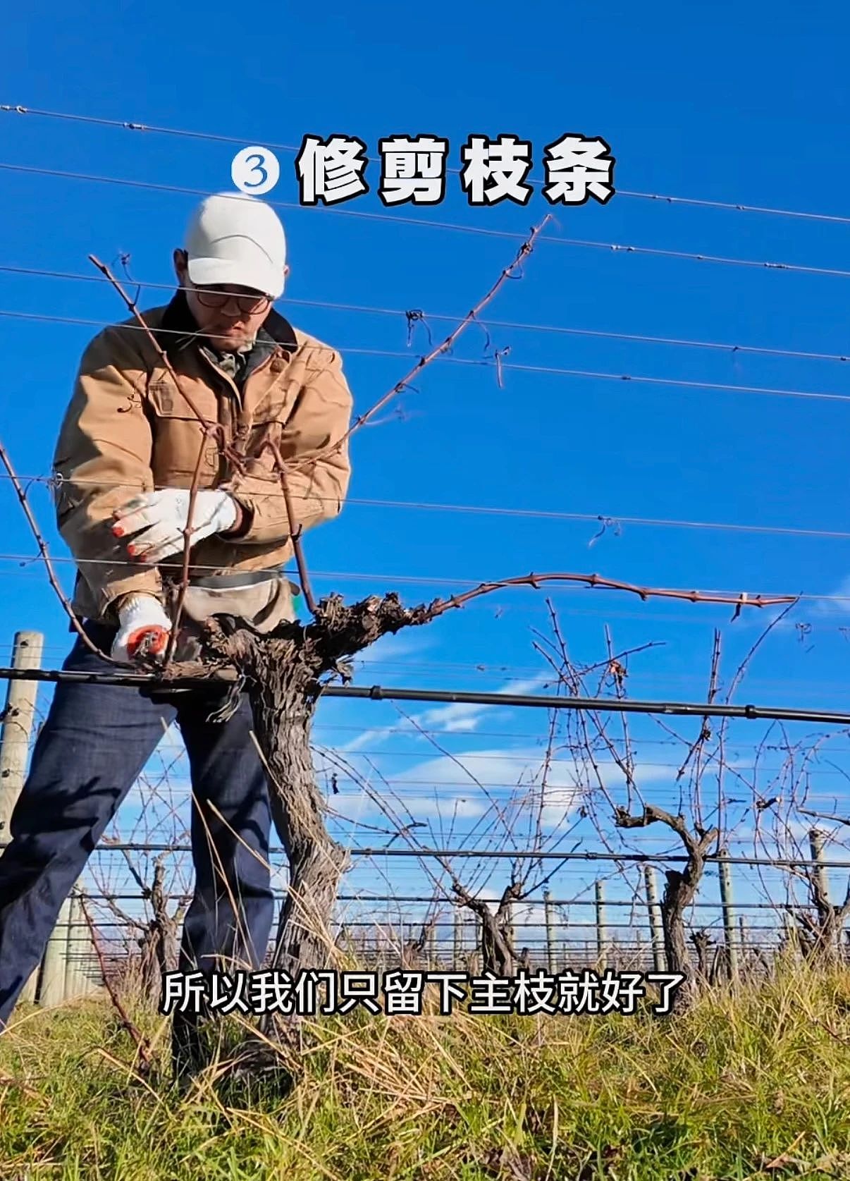 留学去新西兰干体力活，治好中国年轻人的工作内耗（组图） - 5