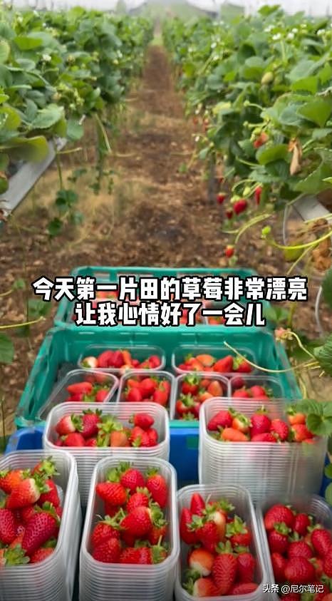 985毕业女孩到澳洲打工:每天果园苦摘水果9小时,日入1877人民币(组图) - 7