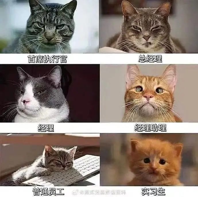 【爆笑】“当亲戚让我考研考编考公三手抓时…？”哈哈哈网友的攻击力我是认可的（组图） - 93