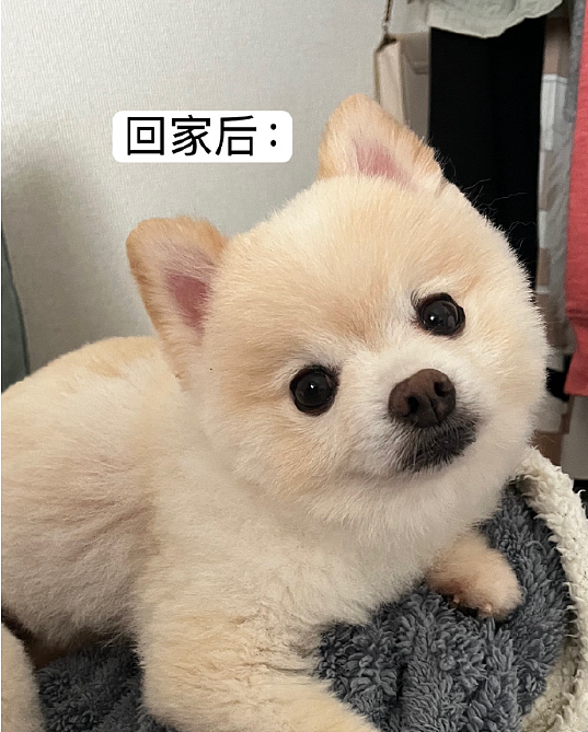 【爆笑】海底捞能有多大胆？吃个火锅还能摸帅哥腹肌？网友崩溃：场面一度失控！（组图） - 43