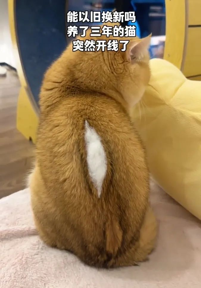 【爆笑】养了3年的猫突然开线了?网友以为是玩具,点开一看笑喷:快缝上,小心秘密被发现!(组图) - 3