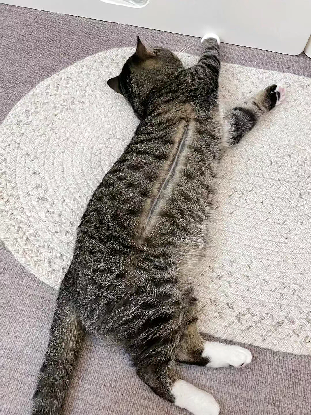 【爆笑】养了3年的猫突然开线了?网友以为是玩具,点开一看笑喷:快缝上,小心秘密被发现!(组图) - 9