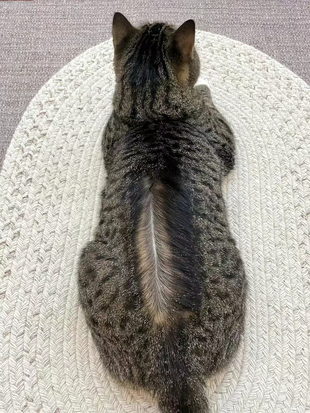 【爆笑】养了3年的猫突然开线了?网友以为是玩具,点开一看笑喷:快缝上,小心秘密被发现!(组图) - 10