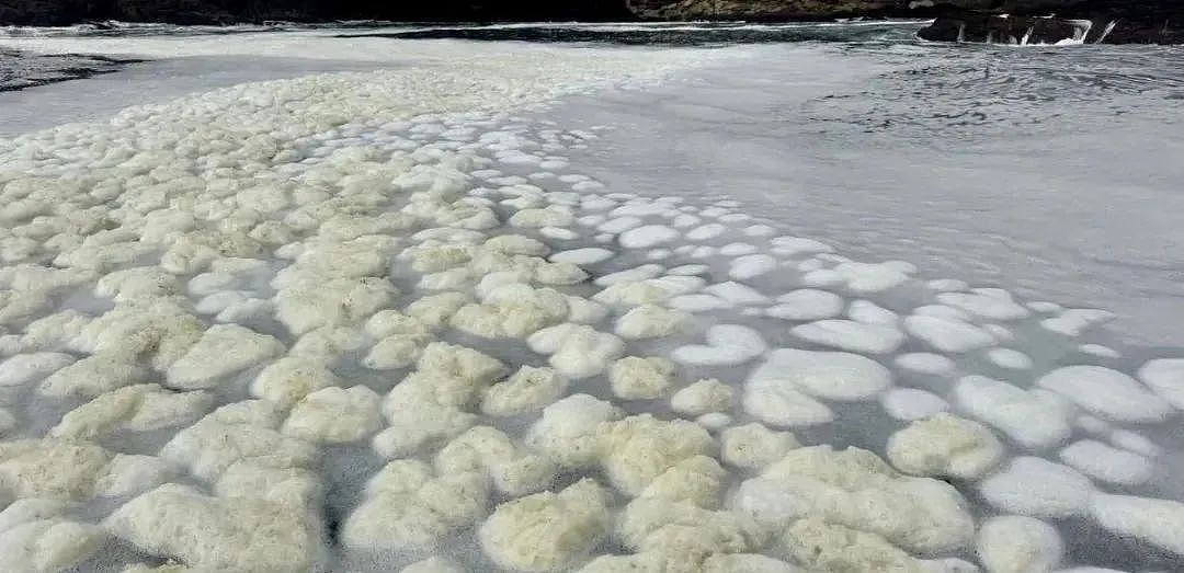 紧急提醒!澳洲鱼类、生蚝全出爆雷,半价都不买!而华人最爱的海鲜,却可以随便抓了吃...(组图) - 3