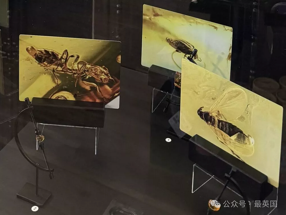 全球“最恶心”博物馆开张！他跑遍世界收集8000多坨粑粑，创下吉尼斯，连昆虫屁也不放过（组图） - 1