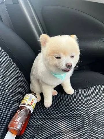 【爆笑】海底捞能有多大胆？吃个火锅还能摸帅哥腹肌？网友崩溃：场面一度失控！（组图） - 42