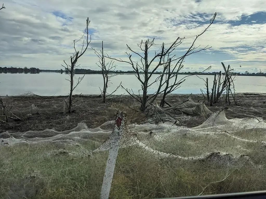 头皮发麻、毛骨悚然！洪灾过后，澳洲这种自然奇观，又出现了！（组图） - 8