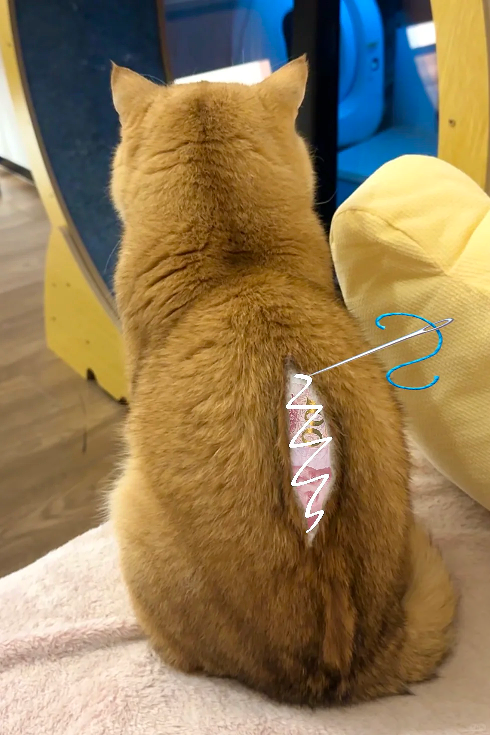 【爆笑】养了3年的猫突然开线了?网友以为是玩具,点开一看笑喷:快缝上,小心秘密被发现!(组图) - 4