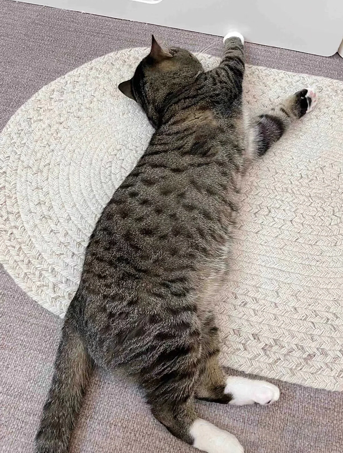 【爆笑】养了3年的猫突然开线了?网友以为是玩具,点开一看笑喷:快缝上,小心秘密被发现!(组图) - 12
